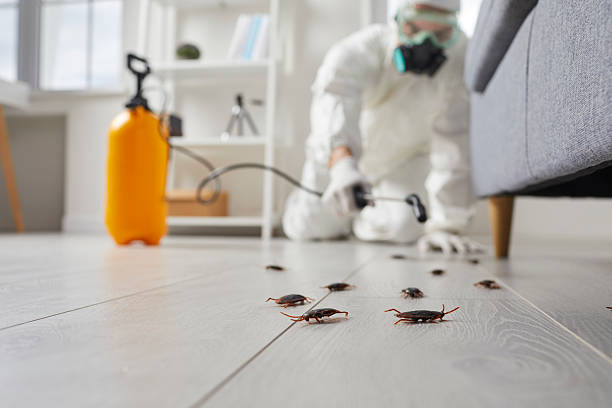 Trusted Cockroach Control service in Providence, RI - Nex Pest Control